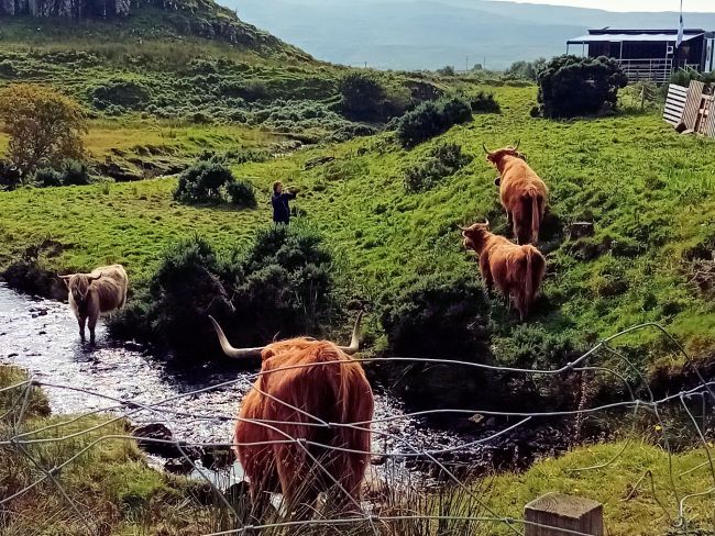 Highland Cattle are to be found on many of the tours we run and are always popular for a photo-stop